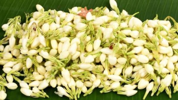 mogra aastha agarbatti (50g)