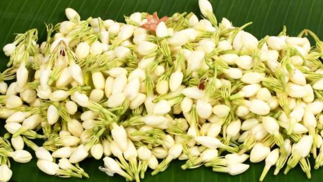 mogra aastha agarbatti (50g)